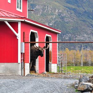 Moose Enclosure