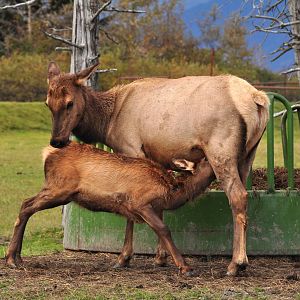 Roosevelt Elk cow and calf