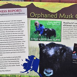 Musk Ox Informational Sign