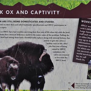 Musk Ox Informational Sign