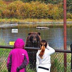 Brown Bear Exhibit