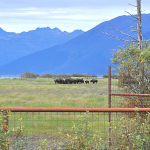 Wood Bison Enclosure