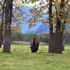 Wood Bison Bull
