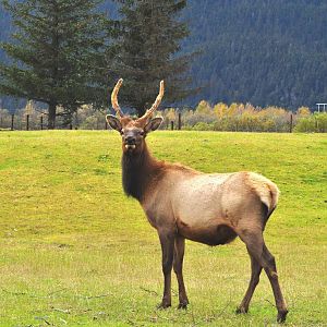 Roosevelt Elk spike bull