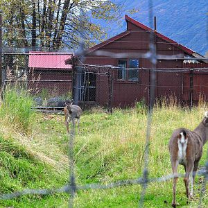 Sitka Black-tailed Deer Exhibit