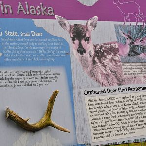 Sitka Black-tailed Deer Sign
