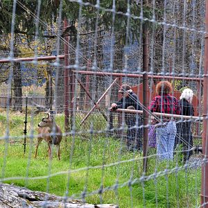 Sitka Black-tailed Deer Enclosure