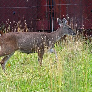 Sitka Black-tailed Doe