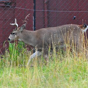 Sitka Black-tailed Buck