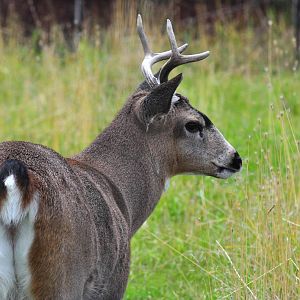 Sitka Black-tailed Deer.