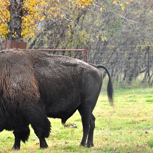 Wood Bison Bull