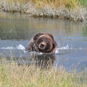 Brown Bear Exhibit