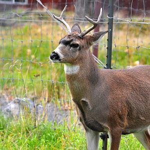 Sitka Black-tailed Deer