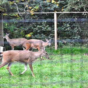 Sitka Black-tailed Deer