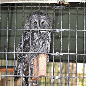 Great Grey Owl Exhibit