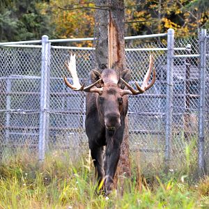 Bull Moose