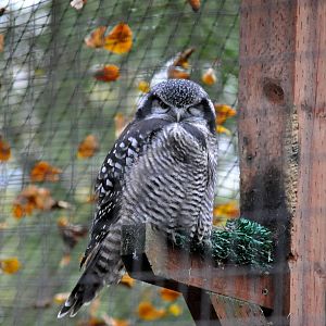 Northern Hawk Owl