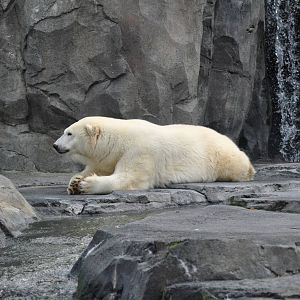 Polar Bear Exhibit