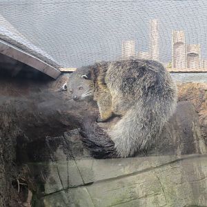 Binturong 10/14