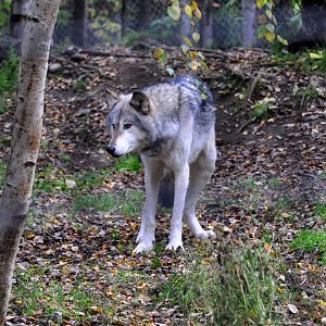 Grey Wolf