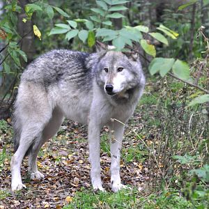 Grey Wolf