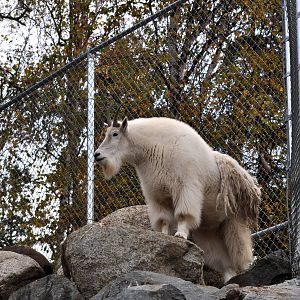 Rocky Mountain Goat