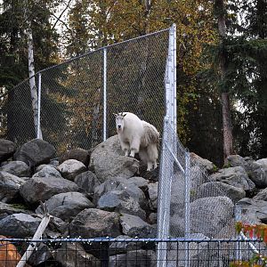 Rocky Mountain Goat Exhibit