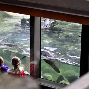 North American River Otter underwater view