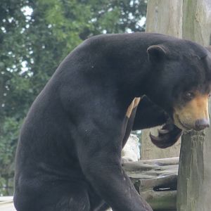 Malayan Sun Bear 10/14