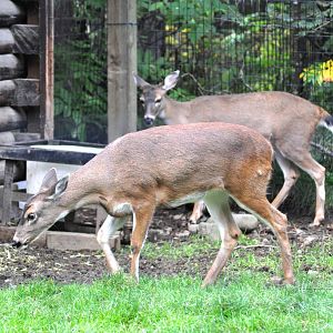 Sitka Black-tailed Deer
