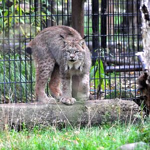 Canada Lynx
