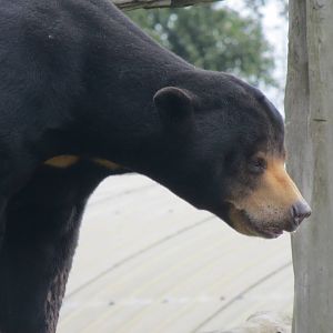 Malayan Sun Bear 10/14