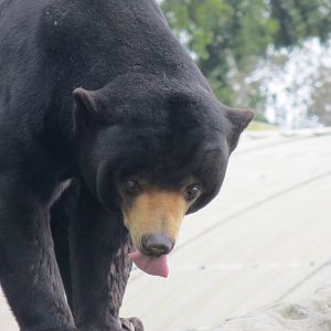 Malayan Sun Bear 10/14