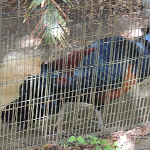 Borneo Creasted Fireback