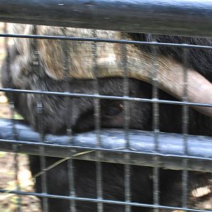 Musk Ox bluff charge