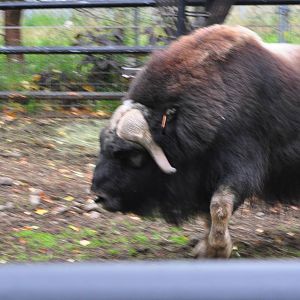 Musk Ox bluff charge