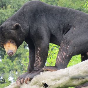 Malayan Sun Bear 10/14