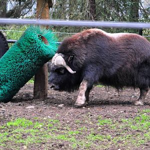 Musk Ox bluff charge