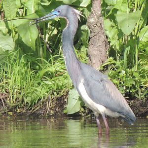 Tri Colored Heron