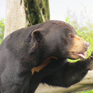 Malayan Sun Bear 10/14