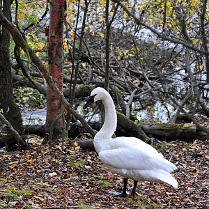 Trumpeter Swan