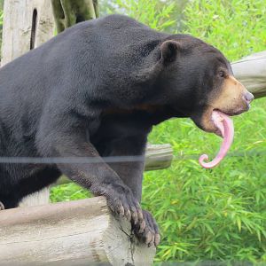 Malayan Sun Bear 10/14