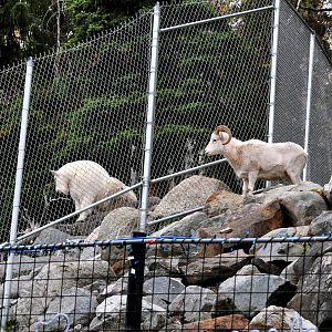 Rocky Mountain Goat and Dall Sheep side by side