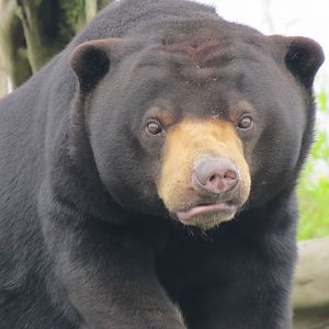 Malayan Sun Bear 10/14
