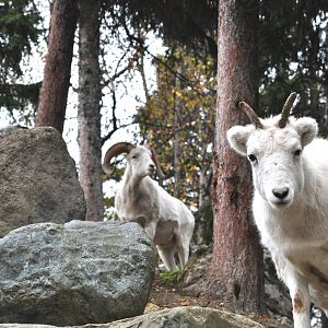 Dall Sheep