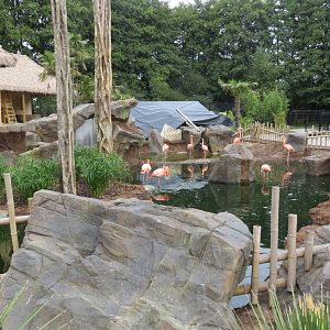 Flamingo enclosure under development 10/14