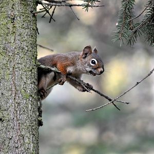 American Red Squirrel - Alaska