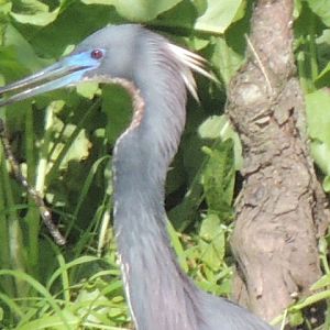 tri colored Heron