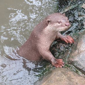 Indochinese Smooth-coated Otter 10/14