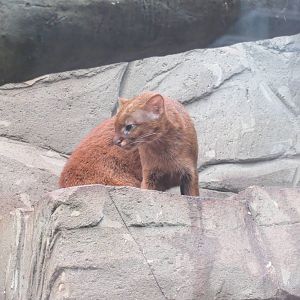 Jaguarundi 10/14